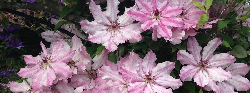 june garden