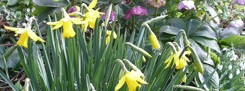 what to do in the garden in March