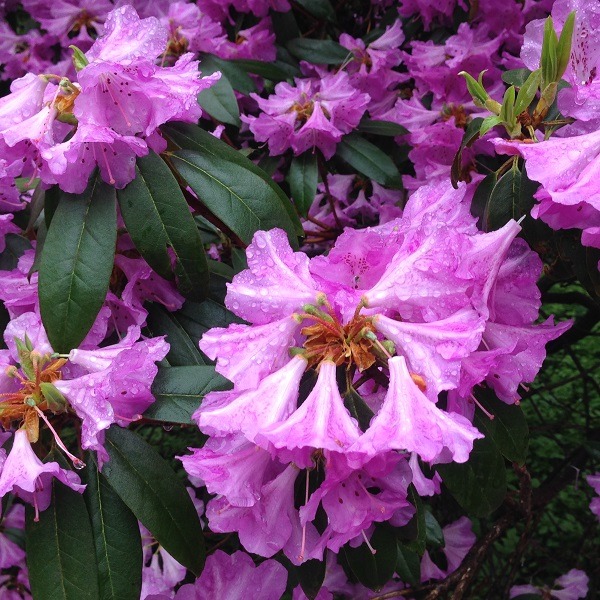 Rhododendron rubiginosum