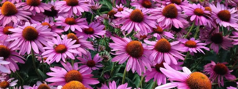 August garden