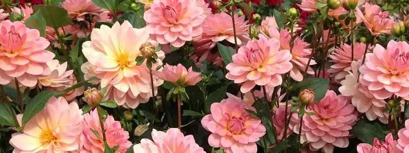 september garden