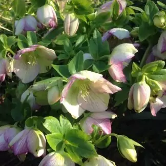 Hellebores