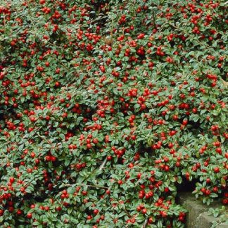 Cotoneaster Dammerii
