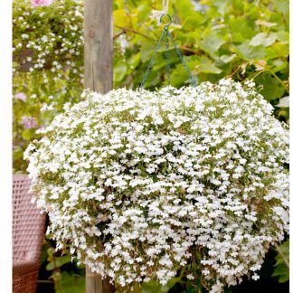Lobelia Supacoat Seeds - Cascade White