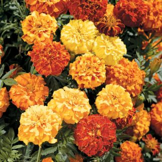 Marigold Afro-French Seeds - F1 Zenith