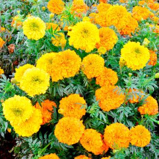 Marigold Indian Seeds - Kushi