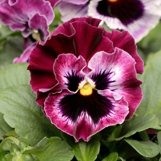 Pansy Seeds - F1 Frizzle Sizzle