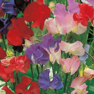Sweet Pea Seeds - Old Fashioned