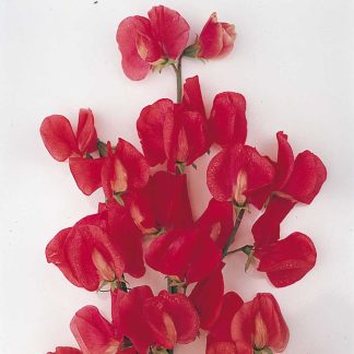 Sweet Pea Seeds - Exhibitors Collection
