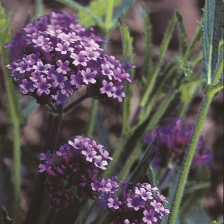 Seeds for Pollinators - Purple Elegance