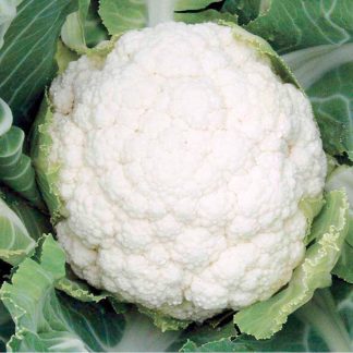 Cauliflower Seeds - F1 Successional Harvest