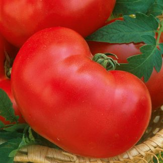 Tomato Seeds - Faworyt (Indeterminate)