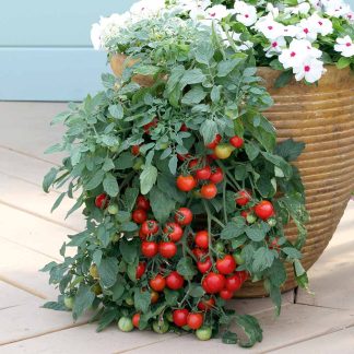 Tomato Seeds - Tumbling Tom Red
