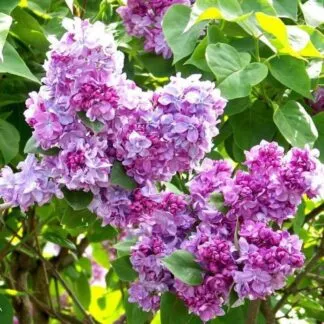 Syringa Vulgaris Katherine Havemeyer - Lilac