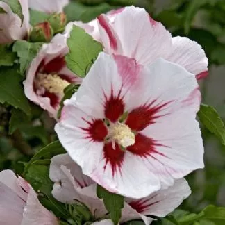 Hibiscus Syriacus Hamabo