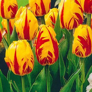 Tulip 'Washington'