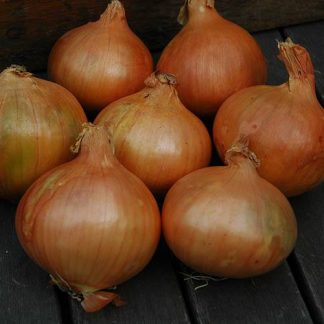 Onion Sets Stuttgart Giant