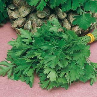 Parsley 'Giant of Italy' Seeds