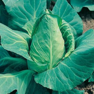 Cabbage 'Offenham 2' Seeds