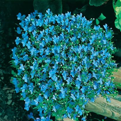 Lobelia 'Cambridge Blue' Seeds