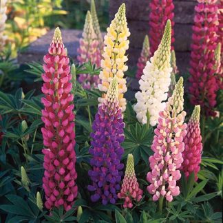 Lupin 'Festival Mixed' Seeds