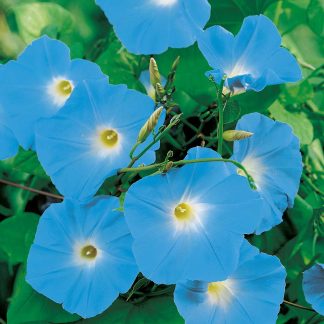 Morning Glory Seeds - Heavenly Blue