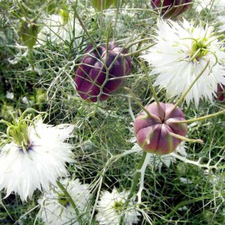 Love-in-a-Mist Seeds - Albion Black Pod