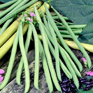 Bean French Climbing (Organic) Seeds -