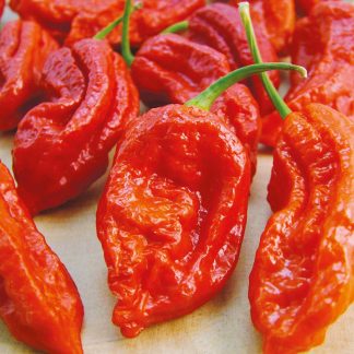 Pepper Chilli Seeds - Bhut Jolokia