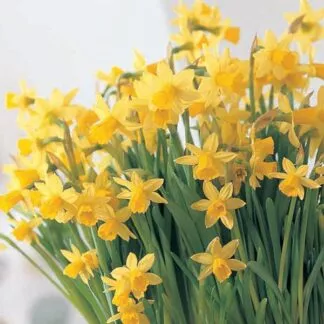Daffodils and Nacissus