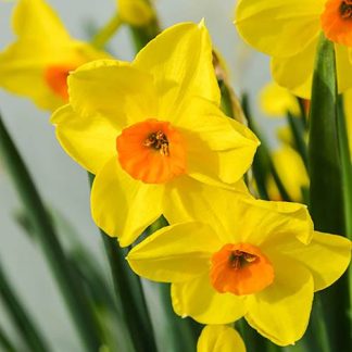 Tazetta Daffodil Narcissus 'Hoopoe'