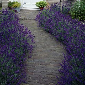 English Lavender 'Hidcote'