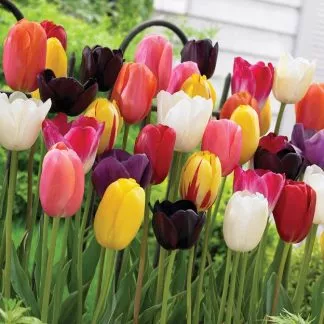 Tulips