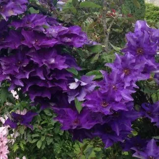 Clematis