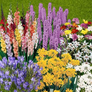 Summer Flowering Bulb Collection