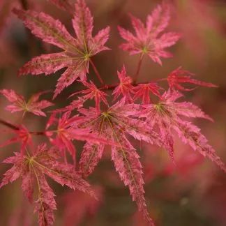 Acer Palmatum Phoenix - Japanese Maple