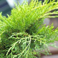 Juniperus x Media 'Goldcoast'  - Dwarf Slow Growing Conifer