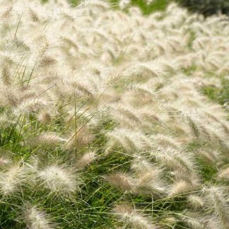 Pennisetum Alopecuroides 'Hameln' - Large Fountain Grass