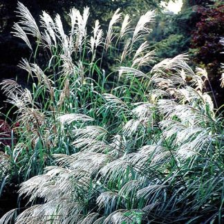 Silver Grass Seed