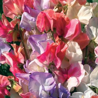 Sweet Pea 'Incense Mixed' Seeds
