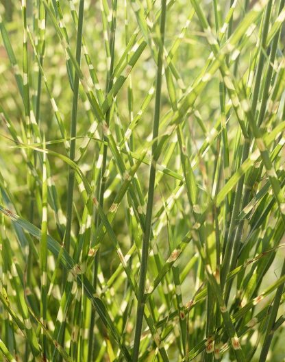 Miscanthus Sinensis Zebrinus - Zebra Grass