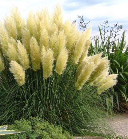 Pampas Grass - Cortaderia Selloana White Feather - Pack of Three Plants