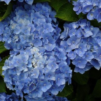 Hydrangea Macrophylla Bodensee - Blue Mophead Hydrangea