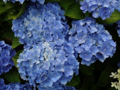 Hydrangea Macrophylla Bodensee - Blue Mophead Hydrangea
