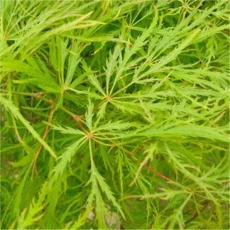 Acer Palmatum Dissectum - Filigree Japanese Maple - Large