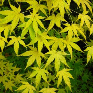 Acer Palmatum Aoyagi -  Japanese Maple