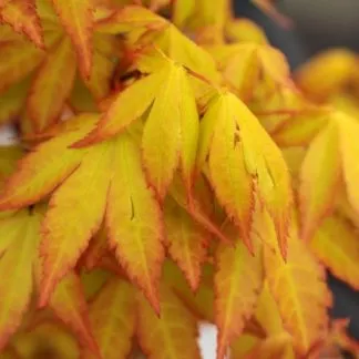 Acer Palmatum 'Summer Gold' - Large Circa 1.3-1.6m