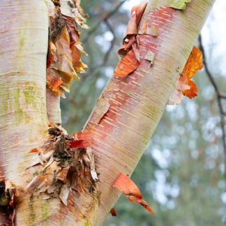 Betula Albosinensis Fascination - Birch Tree