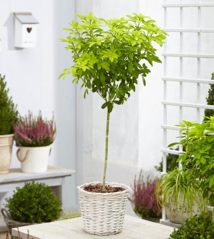 Golden Mexican Orange Blossom Choisya Tree - Perfect For Patios
