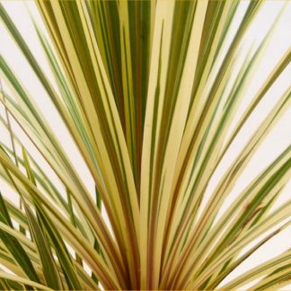 Cordyline Torbay Dazzler - Exotic Variegated Palm - Large Specimen